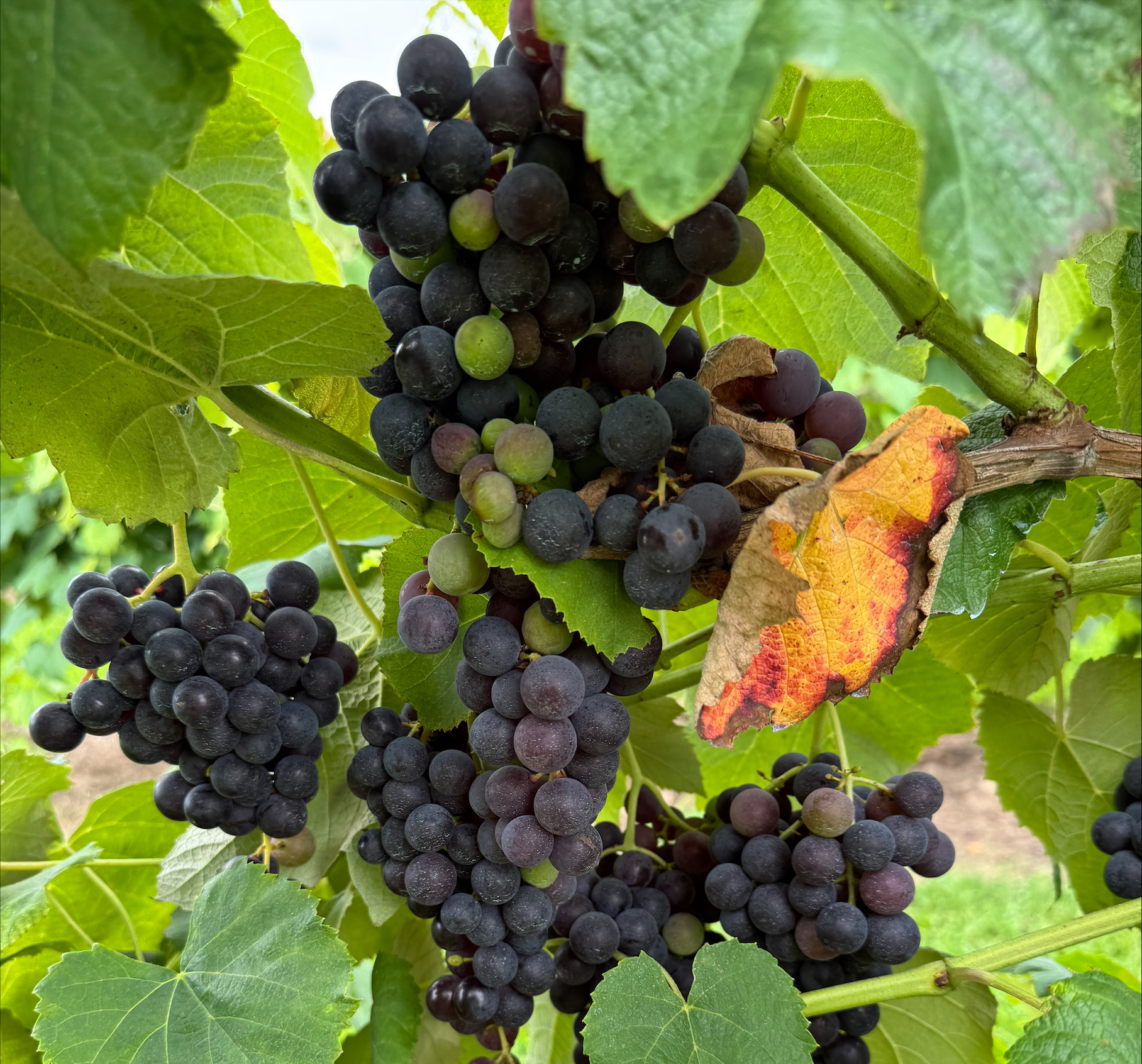 Grapes on a vine.